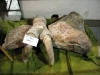 DSCN1988.JPG